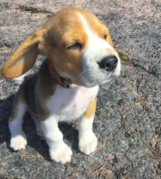 regalo beagle