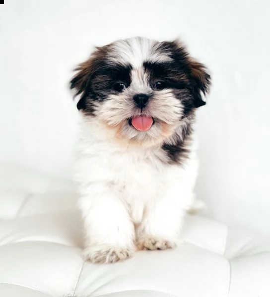 regalo cuccioli shih tzu avente : primi vaccini, passaporto, libretto sanitario, microchip. possibil