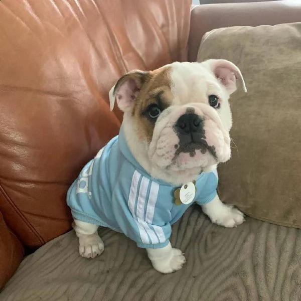 cuccioli inglese bulldog disponibili per adozione cuccioli disponibili bulldog inglese cuccioli disp