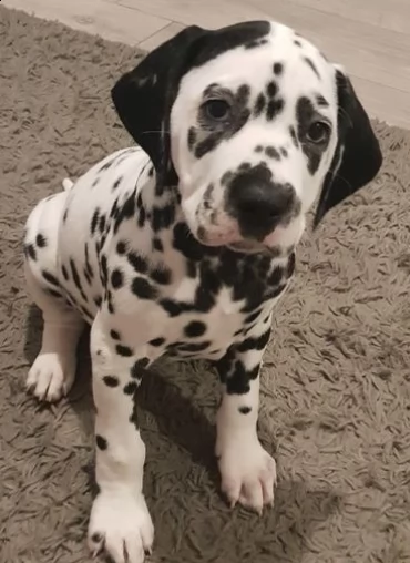 cuccioli dalmata