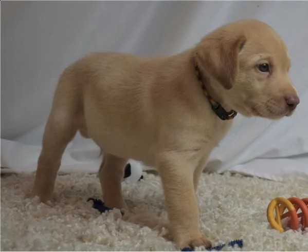regalo labrador james cuccioli meravigliosi ! 