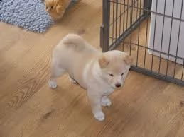   regalo shih-tzu  toy | Foto 1