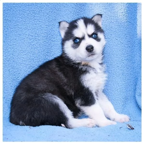 regalo siberian husky con pedigree consegna con : libretto sanitario, vaccini certificati dal veteri