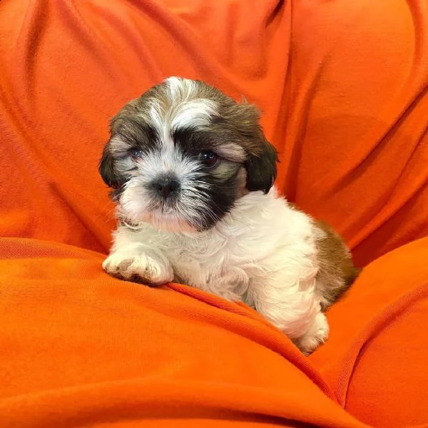 regalo cuccioli shih tzu avente : primi vaccini, passaporto, libretto sanitario, microchip. possibil