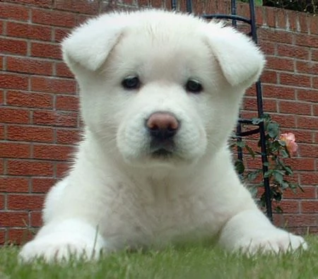 email : arwenbrades10[at]gmail[.com] disponibili per adozione cuccioli akita inu, molto taglia piccoli, b
