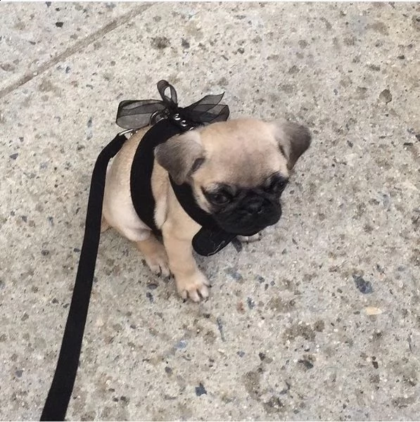 simpatico regalo di cuccioli di carlino