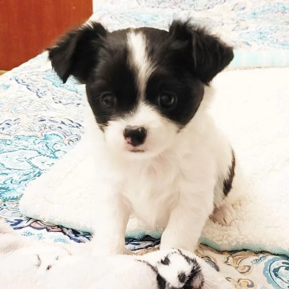 chihuahua cuccioli per l'adozione bellissima cucciolata cerca nuova famiglia, 4 maschi e 3 femmina, 