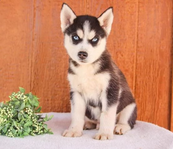 husky siberiano cuccioli per l'adozione