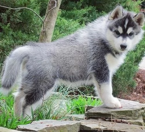 adorabile husky siberiano