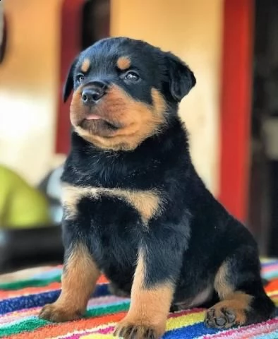 cuccioli rottweiler gratis