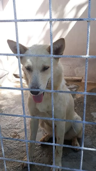 marlena, incrocio pastore svizzero in adozione | Foto 3