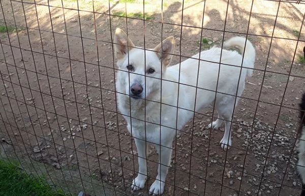 marlena, incrocio pastore svizzero in adozione