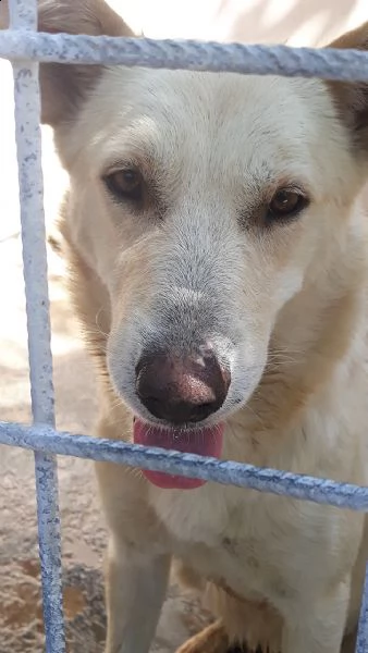 marlena, incrocio pastore svizzero in adozione | Foto 2