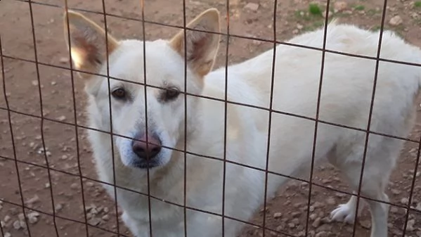 marlena, incrocio pastore svizzero in adozione | Foto 1