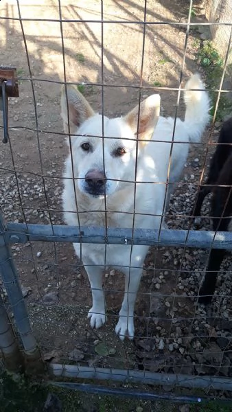 marlena, incrocio pastore svizzero in adozione | Foto 0