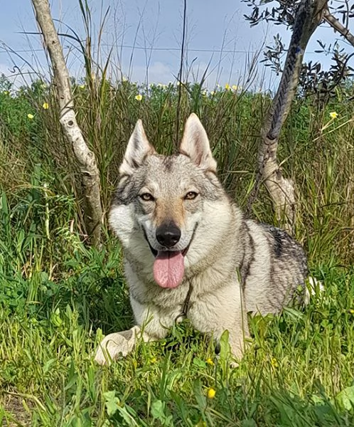 Alya meravigliosa lupo cecoslovacco in adozione | Foto 6
