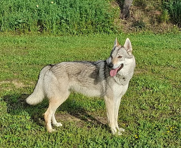 Alya meravigliosa lupo cecoslovacco in adozione | Foto 5