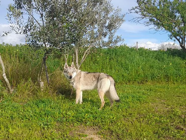 Alya meravigliosa lupo cecoslovacco in adozione | Foto 3