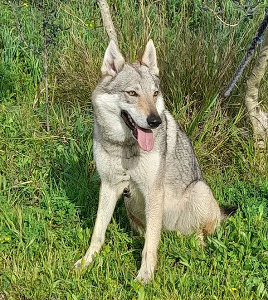 Alya meravigliosa lupo cecoslovacco in adozione | Foto 2