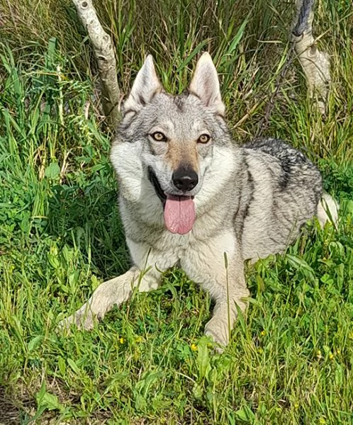 Alya meravigliosa lupo cecoslovacco in adozione