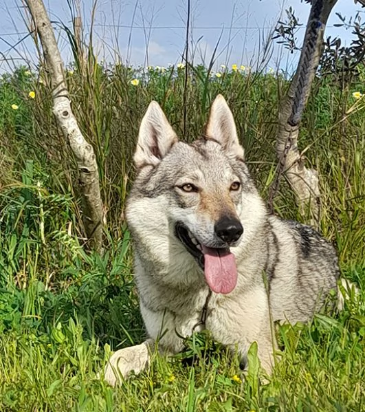 Alya meravigliosa lupo cecoslovacco in adozione | Foto 1