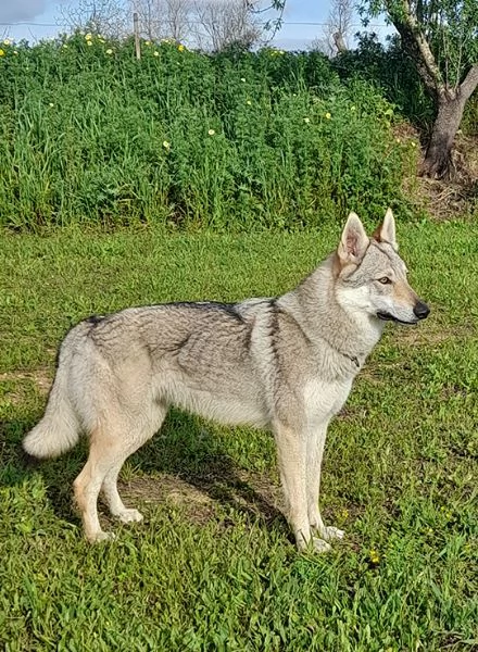 Alya meravigliosa lupo cecoslovacco in adozione | Foto 0
