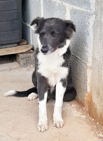 Dylan, dolcissimo cucciolo in adozione | Foto 5