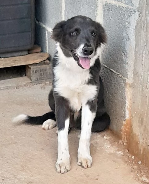 Dylan, dolcissimo cucciolo in adozione | Foto 4