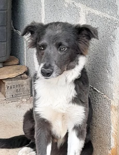 Dylan, dolcissimo cucciolo in adozione | Foto 3