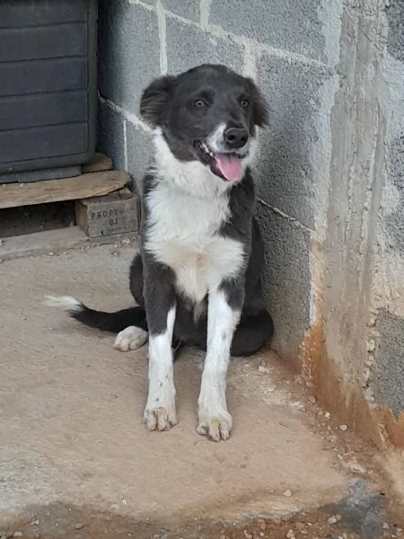 Dylan, dolcissimo cucciolo in adozione | Foto 1