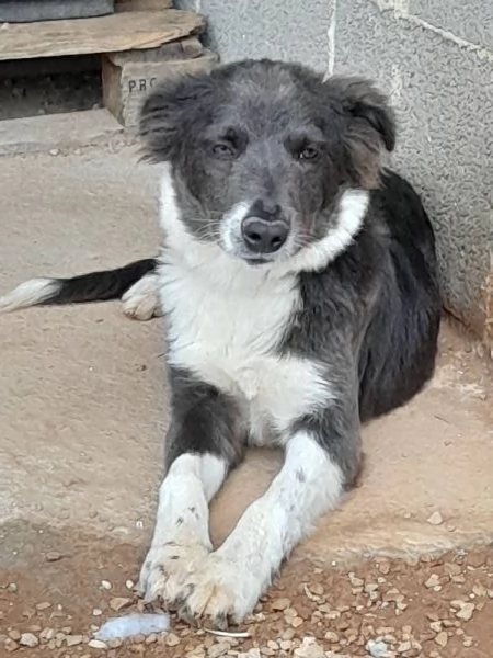 Dylan, dolcissimo cucciolo in adozione