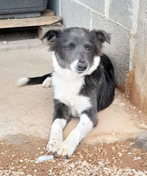 Dylan, dolcissimo cucciolo in adozione | Foto 0