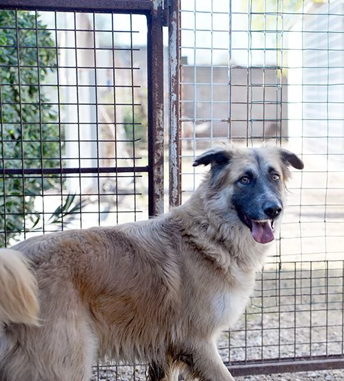 Jasmine, dolcissima mix pastore belga in adozione | Foto 3