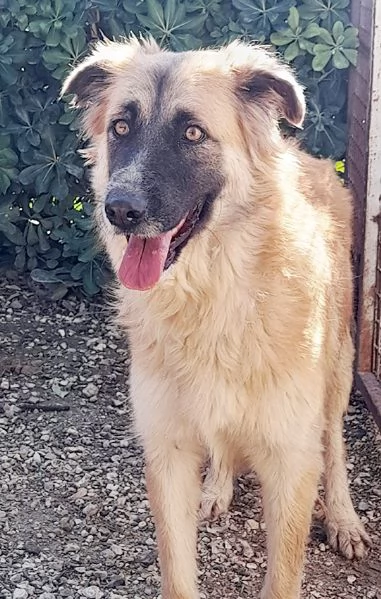 Jasmine, dolcissima mix pastore belga in adozione | Foto 2