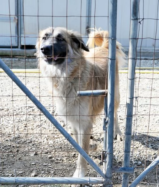 Jasmine, dolcissima mix pastore belga in adozione | Foto 1