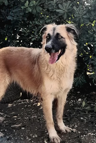 Jasmine, dolcissima mix pastore belga in adozione