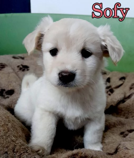 Dolcissimi cuccioli in adozione | Foto 4