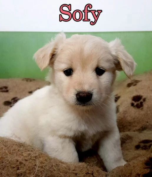 Dolcissimi cuccioli in adozione | Foto 2