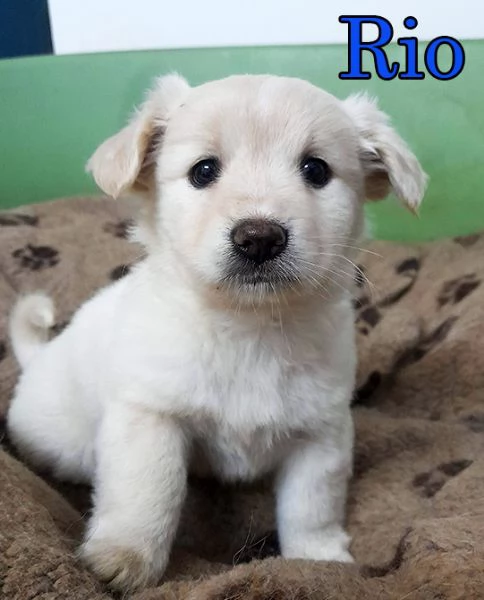 Dolcissimi cuccioli in adozione