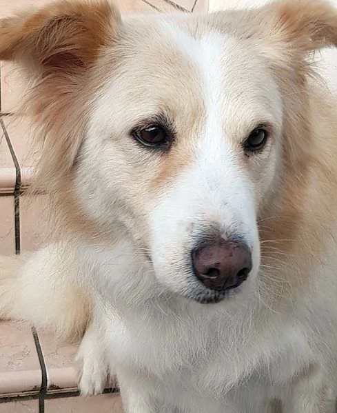 Kelly dolcissima cagnetta in adozione | Foto 3