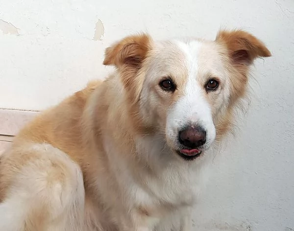 Kelly dolcissima cagnetta in adozione | Foto 2