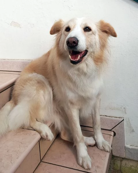 Kelly dolcissima cagnetta in adozione | Foto 1