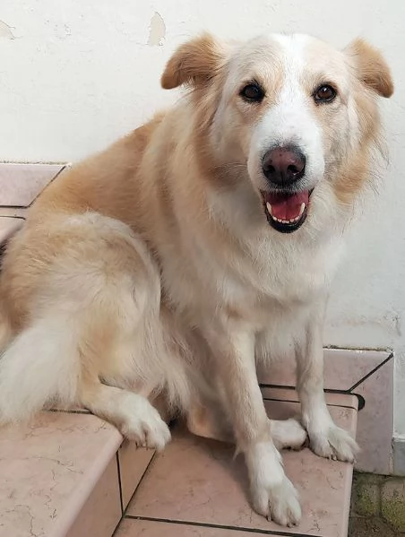 Kelly dolcissima cagnetta in adozione | Foto 0