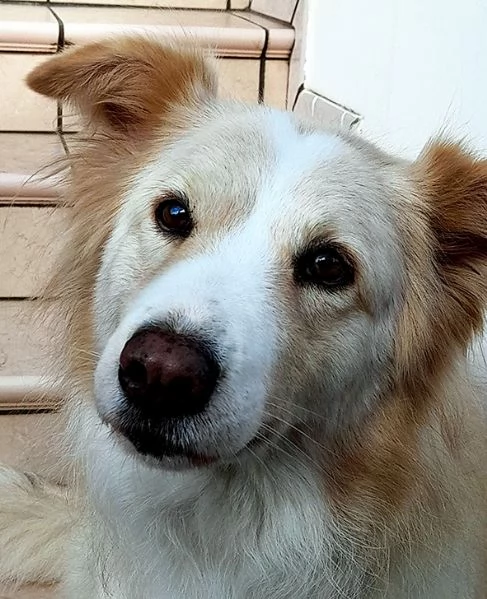 Kelly dolcissima cagnetta in adozione