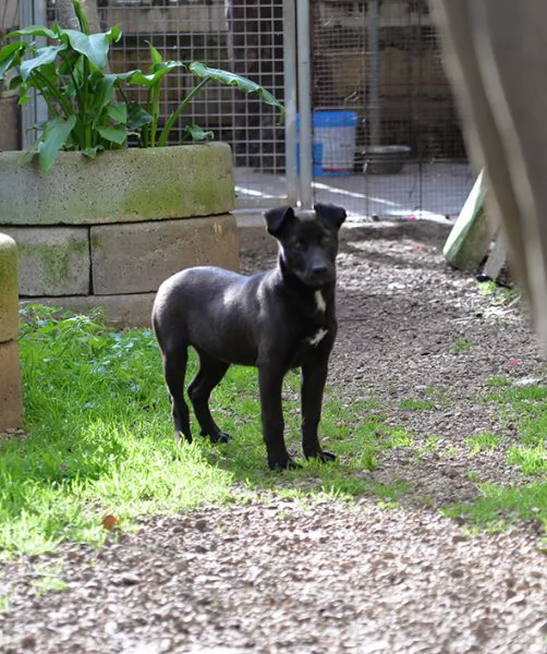 Ginevra, mix amstaff in adozione | Foto 3