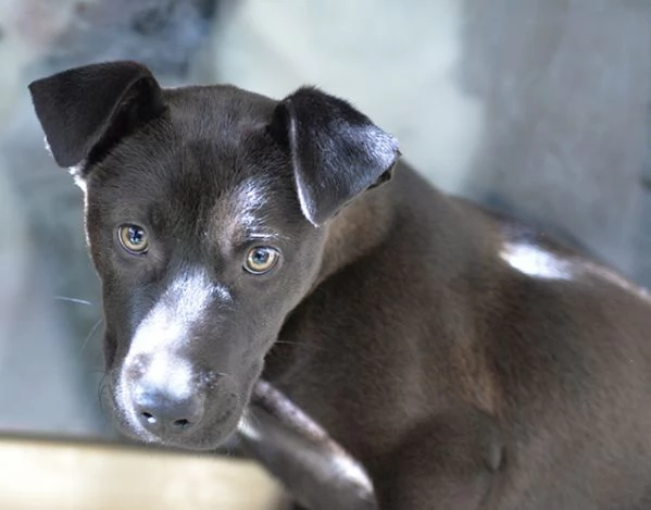 Ginevra, mix amstaff in adozione | Foto 2