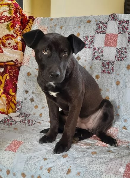 Ginevra, mix amstaff in adozione | Foto 1