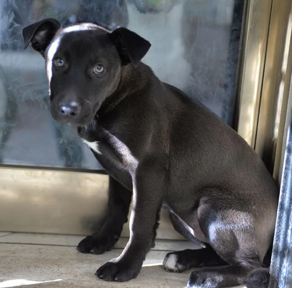 Ginevra, mix amstaff in adozione | Foto 0