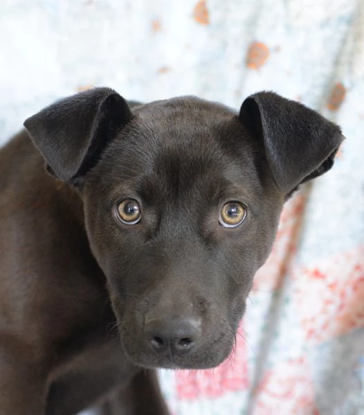 Ginevra, mix amstaff in adozione