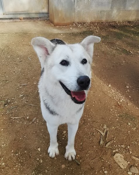 Oscar bellissimo mix husky in adozione | Foto 0